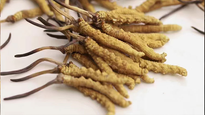 <a href=http://m.jasw8.com/jiage/ target=_blank class=infotextkey>冬蟲(chóng)夏草多少錢</a>一斤 