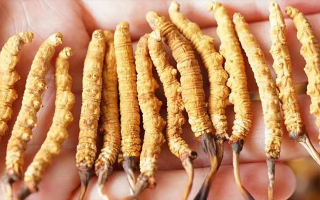 四歲寶寶能吃冬蟲夏草嗎？藏農(nóng)神草：科學(xué)滋養(yǎng)，守護(hù)孩童成長元氣