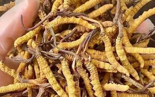 權(quán)威指南：熬一鍋湯放幾根冬蟲夏草？藏域珍饈的科學(xué)用量標(biāo)準(zhǔn)
