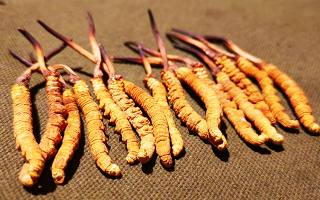 權(quán)威解讀：冬蟲(chóng)夏草燉雞湯，藏域滋養(yǎng)與家常美味的雙向奔赴-西藏那曲蟲(chóng)草網(wǎng)