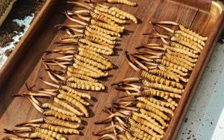 冬蟲夏草現(xiàn)在不值錢了嗎？2026年市場真相揭秘