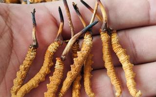 冬蟲夏草正確保存方法，西藏那曲蟲草網(wǎng)教你鎖住雪域滋養(yǎng)不流失