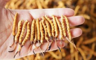 冬蟲(chóng)夏草各地產(chǎn)量揭秘，西藏那曲蟲(chóng)草網(wǎng)帶你看清產(chǎn)區(qū)產(chǎn)量格局-西藏那曲蟲(chóng)草網(wǎng)