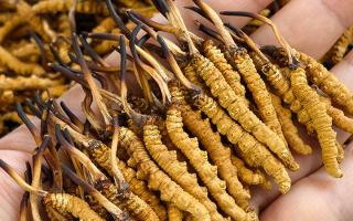 那曲冬蟲夏草市場在哪里？西藏那曲蟲草網(wǎng)帶你尋蹤源頭交易地