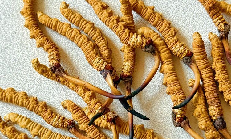 冬蟲夏草市場價格