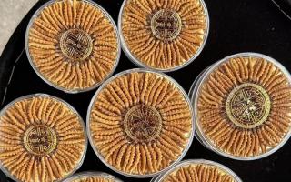 100塊錢一盒冬蟲夏草能買嗎？行業(yè)權(quán)威拆解+避坑指南