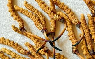 3月冬蟲夏草市場價格解析，行業(yè)權(quán)威走勢+選購指南