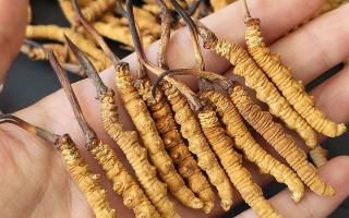 西藏那曲蟲草網(wǎng)詳解：哪些地方能長冬蟲夏草？核心產(chǎn)區(qū)全解析