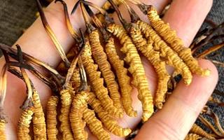 權(quán)威辨假指南，教你一眼分清真冬蟲夏草，避開市場陷阱