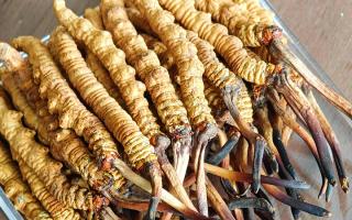 慧眼辨真?zhèn)?，藏珍不踩坑——西藏那曲蟲草行業(yè)網(wǎng)教你分辨冬蟲夏草真假