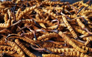 怎么知道冬蟲夏草過期了？那曲蟲草行業(yè)網(wǎng)站教你精準(zhǔn)判斷