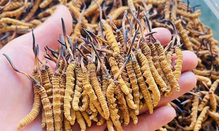 西藏那曲冬蟲夏草行業(yè)網(wǎng)站 