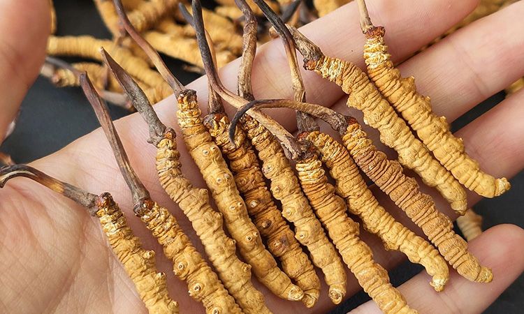 <a href=http://m.jasw8.com/s/cczjjd target=_blank class=infotextkey>冬蟲夏草真假鑒定</a>