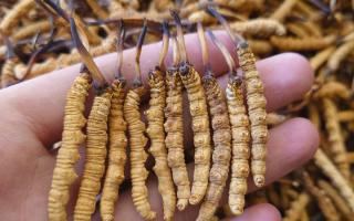 冬蟲夏草主要產(chǎn)地詳解：那曲雪域，蟲草的黃金搖籃