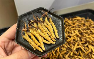 冬蟲夏草燉多少時間合適？藏農神草那曲源頭品牌，教你燉出滿滿營養(yǎng)