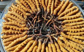 冬蟲夏草保存盒能放多久？藏農神草那曲源頭品牌，教你科學存出好品質