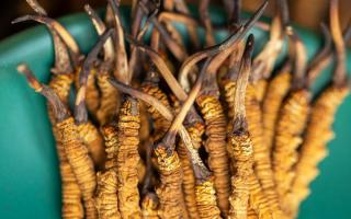 西藏那曲冬蟲夏草熬粥攻略：這樣熬最營養(yǎng)、最入味